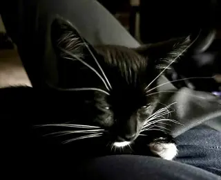 Pete