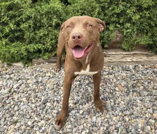 Merry Mr Marco - FUN Easy Pup !