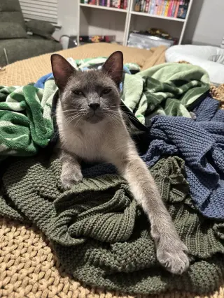 Stumpy