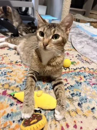 Dolce