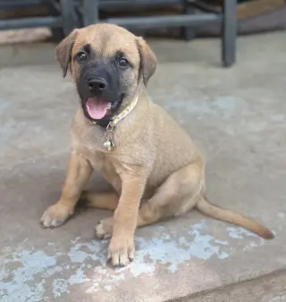 Mango