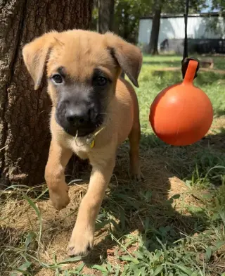 Mango