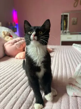 Sylvester