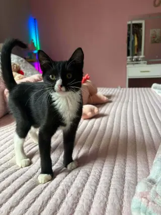 Sylvester