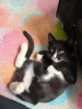 Sylvester