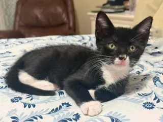 Ollie
