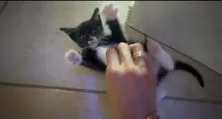 Ollie
