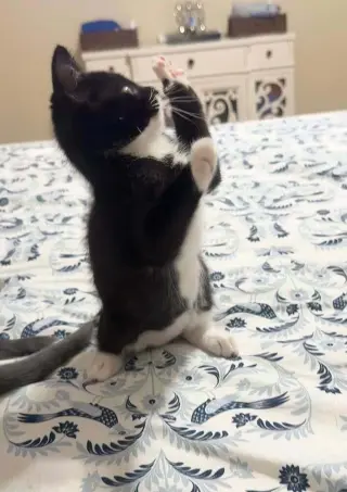 Ollie