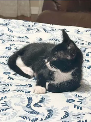Ollie