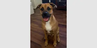 Laredo - Aussie Puppy