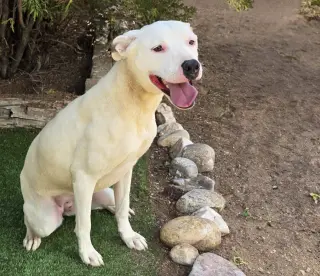 Tender Ms Tacoma ~ Amiable Amstaff