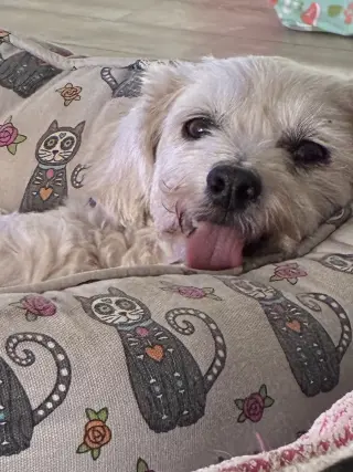 Piper