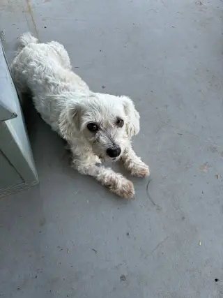 Piper