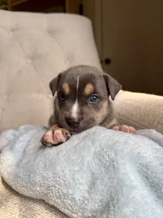 Carmichael- Nuggets litter