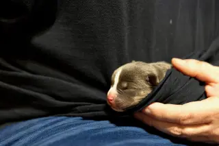Carmichael- Nuggets litter