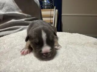 Carmichael- Nuggets litter