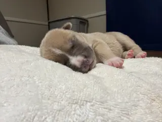 Adner- Nuggets litter