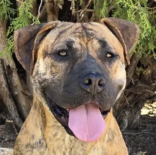 The Amazing Ms Miata ~ Mastiff Bully