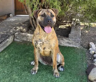 The Amazing Ms Miata ~ Mastiff Bully