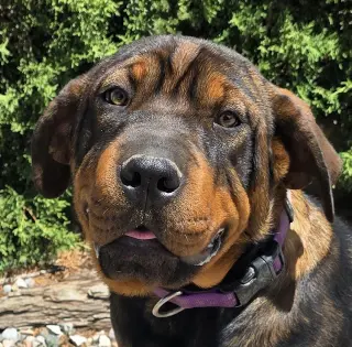 Darling Lil Ms Delores ~ Adorable Rottie Pei Pup