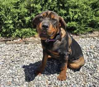 Darling Lil Ms Delores ~ Adorable Rottie Pei Pup