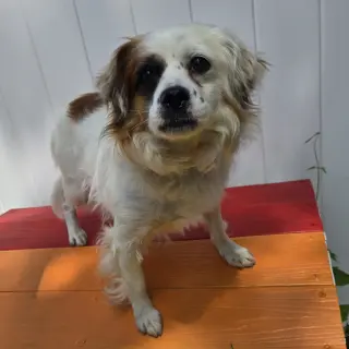 Pesto
