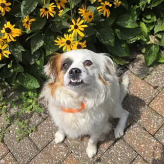 Pesto
