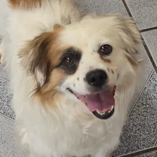 Pesto