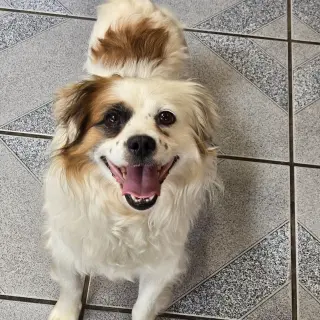 Pesto