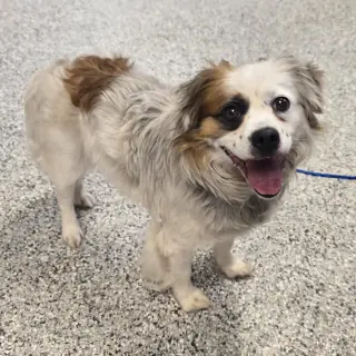 Pesto