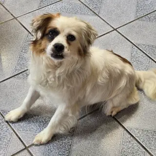 Pesto