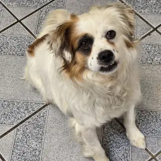 Pesto