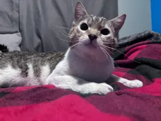 Buddy
