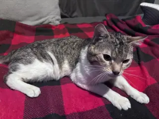 Buddy
