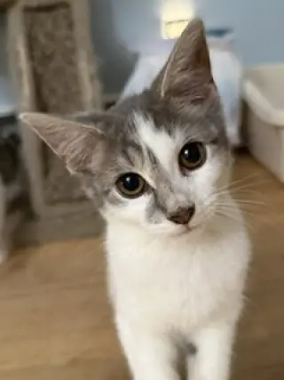 Marci