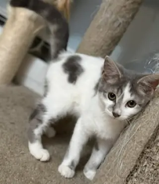 Marci
