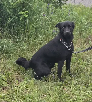 Blackie O.