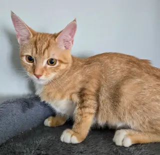 Arya