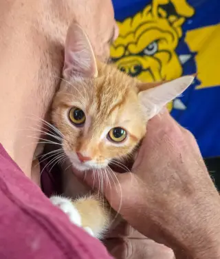 Arya