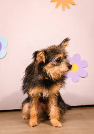 Norma