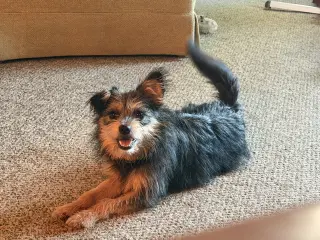 Norma