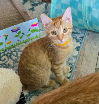 Sansa