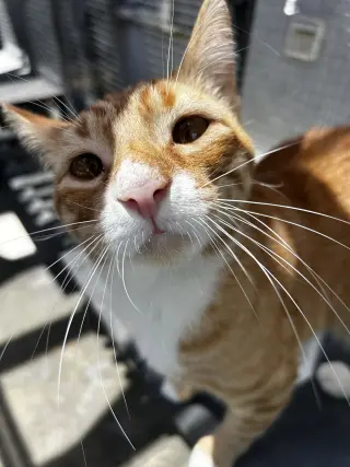 Sunny (Courtesy Post)