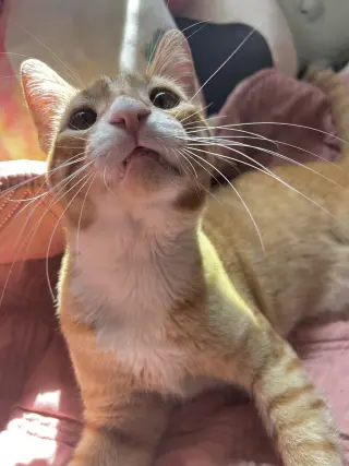 Sunny (Courtesy Post)