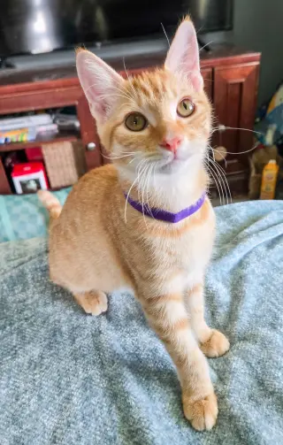 Lannister