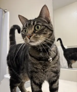 Tigger (Courtesy Post)