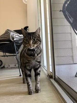 Tigger (Courtesy Post)