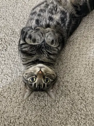 Tigger (Courtesy Post)