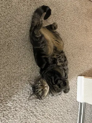 Tigger (Courtesy Post)