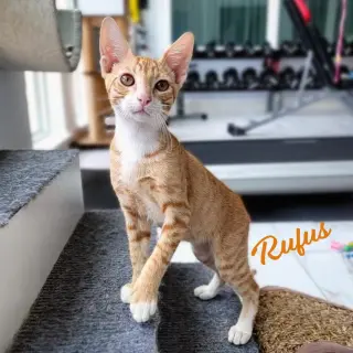 Rufus #champion-cuddler